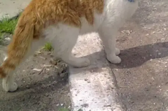 Найдена кошка в Лысьве, Пермский край