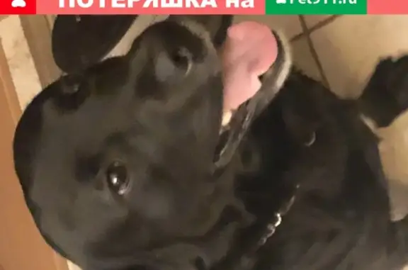Потерянные животные Москва, фото: Пропал Лабрадор Барон на Большой Грузинской улице, Москва
