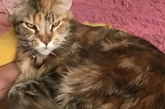 Кошки потеряшки, Москва, фото: Потеряшка кошка Мэйнкун на Конезаводе, вознаграждение!