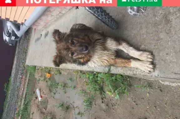 Собака найдена в Ростове, микрорайон Северный.