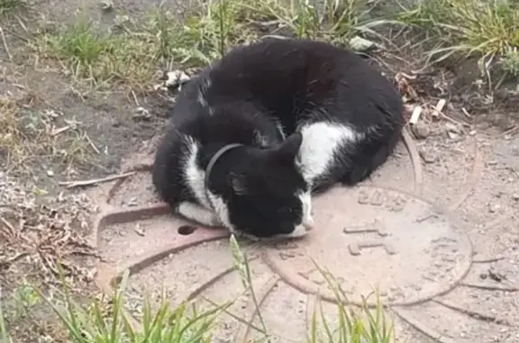 Найдена кошка в СПб, Центральный район.