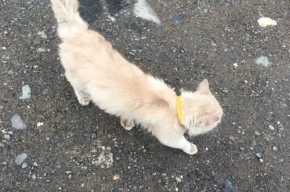 Найдена рыжая кошка на Мира 23, ищем хозяев