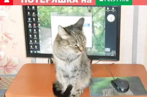 Пропала кошка на Депутатской 35А/2 в Братске