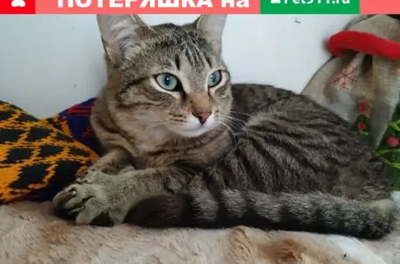 Найден котенок на ул. Харьковская 85А