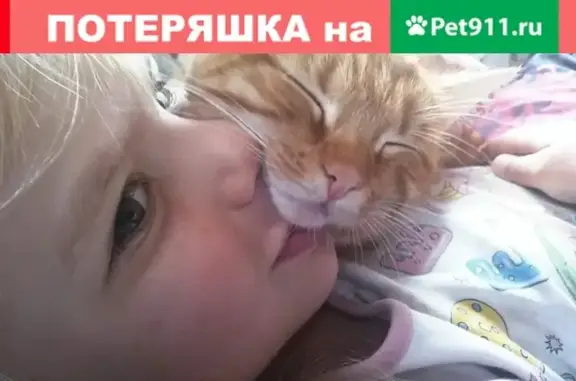 Кошки потеряшки, Советское, фото: Потеряшка кошка в ЛО, Выборгский район, озеро Тригорское.