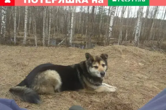 Собаки потеряшки, Нижний Новгород, фото: Потеряшка крупный дворняга Стёпа, 12 лет, с зеленой биркой на правом ухе, в районе Березовой Поймы.