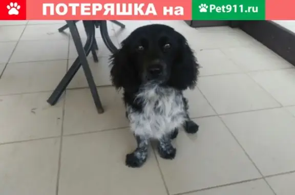Найдена маленькая собачка у кинотеатра на Макаренко в Сочи