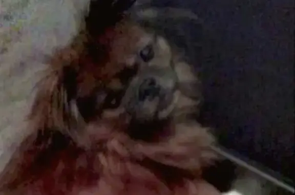 Пропала собака Тюпа в Черногорске