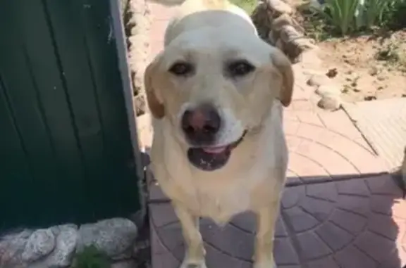 Пропала собака лабрадор на ул. Калинина, Наро-Фоминск