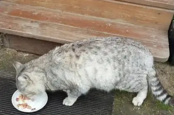 Найден домашний кот в Мурмино