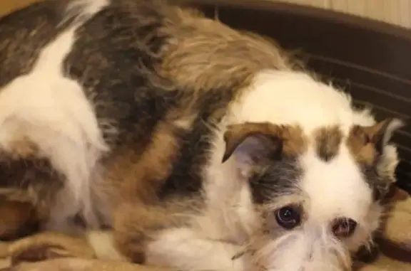 Собаки потеряшки, Москва, фото: Потеряшка собака на Самаркандском бульваре, Москва