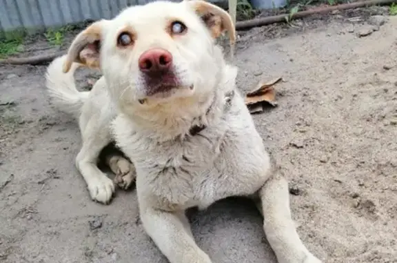 Найден слепой щенок-вандалист, Западный жилмассив
