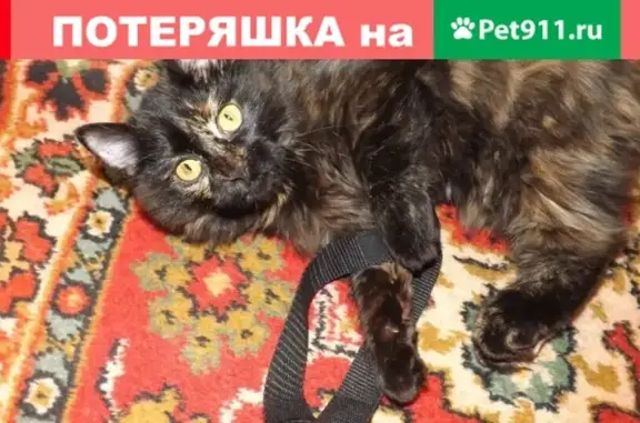 Пропала кошка на Горьковской 57, зовут Вита, черный окрас с рыжими пятнами