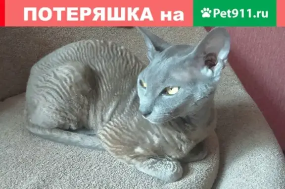 Пропал кот Крым на Мира, 45, Пенза