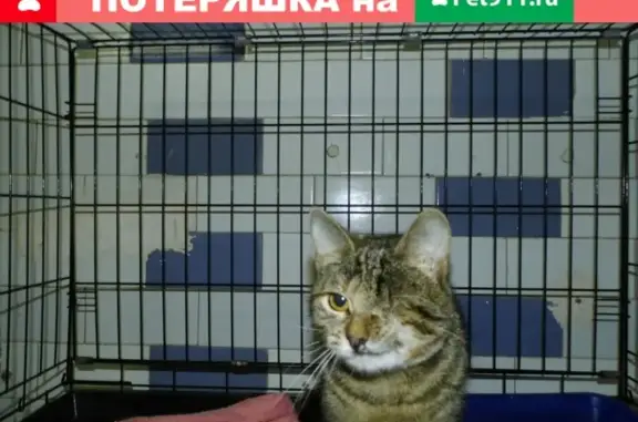 Пропала кошка без левого глаза в Калуге, район поселковой (Середа)