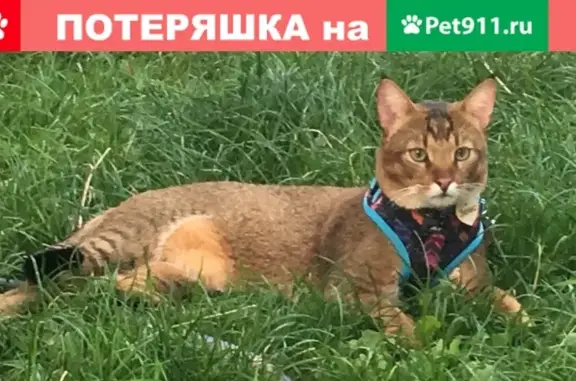 Кошки потеряшки, Набережные Челны, фото: Потеряшка кошка в Набережных Челнах