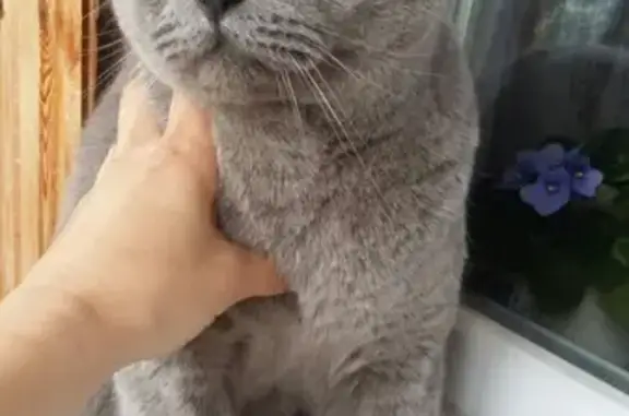 Найден серый кот на 21мкр в Липецке