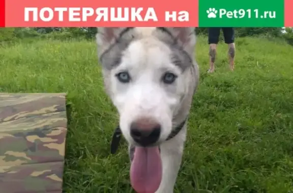 Пропала собака Луна в Крымске