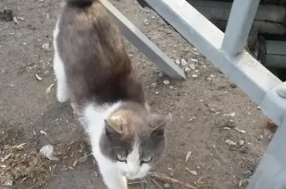 Найдена кошка на мосту через Барнаулку