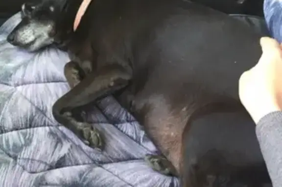 Найдена беременная собака в Новоильинском районе