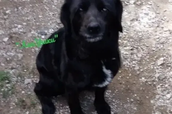 Найдена собака в Творогово, Красноярский край