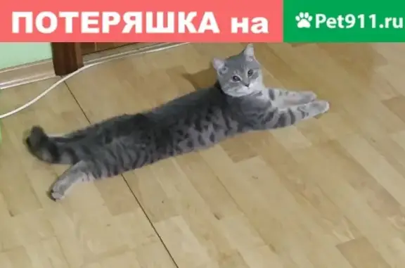 Найдена кошка в Новокузнецке на остановке 