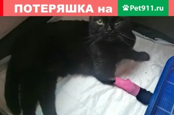 Найден кот на улице Лестева, ищем хозяев