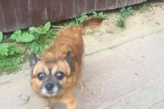 Найдена рыжая собачка в Москве, помощь в поиске по ссылке