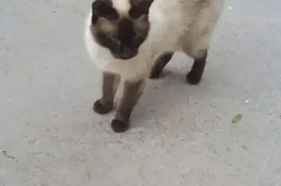 Найдена кошка во дворе на Победы 76, Тверь