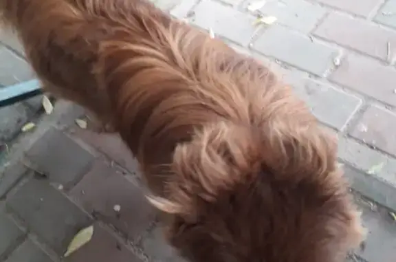 Найдена собака на остановке напротив «Московской ярмарки»