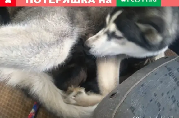 Пропала собака хаски Волга в Коломне