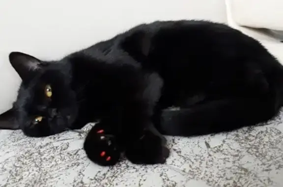 Кошки потеряшки, Новосибирск, фото: Потеряшка кошка в СНТ 