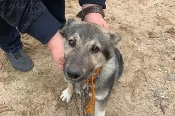 Собака найдена на Мира, 11 в Череповце