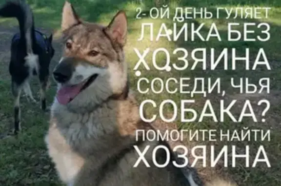 Найдена крупная собака в Десёновском поселении