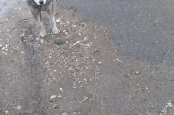 Собаки потеряшки, Саконы, фото: Потеряшка собака хаски в Саконах, ищем!