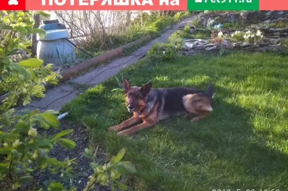 Найдена собака в Красноярске на 2й Брянской