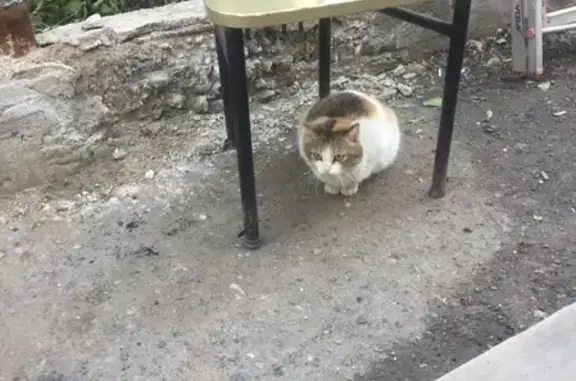 Беременная кошка найдена в Перми, район Геофизики