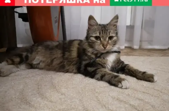 Найдена беременная кошка в Братеево, Москва (ул. Борисовские Пруды, 42)