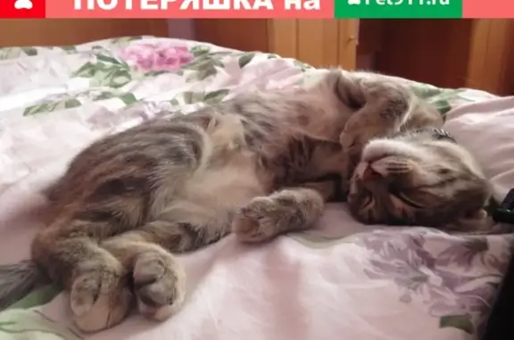 Пропала кошка на ул. Косарева, д. 19а (Саранск)