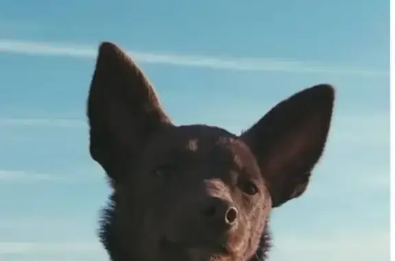 Собаки потеряшки, агрогородок Чернавчицы, фото: Потеряшка собака на Карьерной ул. в Беларуси