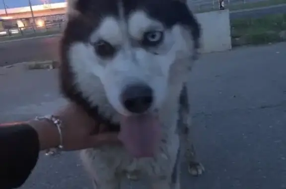 Найден пёс с голубым и карим глазом в Дубровке, Москва