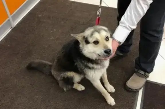 Собака найдена на Ленинском проспекте 113, Москва.