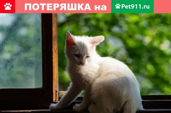 Кошки потеряшки, Москва, фото: Потеряшка белоснежная кошка на Ленинском проспекте 39/1