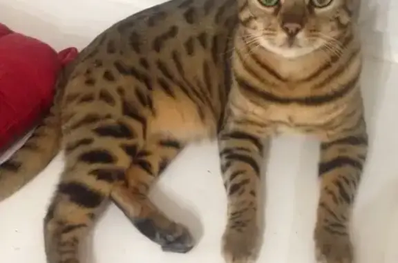 Кошки потеряшки, Попово, фото: Потеряшка кот бенгальской породы в Попово, Московская обл.