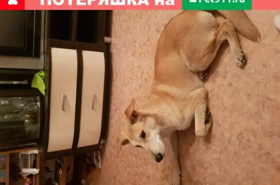Собака найдена у ТЦ Спутник в Кемерово