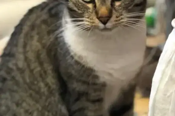 Потерянные животные Москва, фото: Пропала кошка Фрося на ул. Ген. Ермолова, Москва