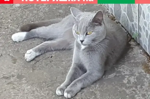 Кошка серого окраса найдена в Абакане.