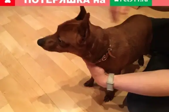 Найденные животные Москва, фото: Найден карликовый пинчер на Ореховом проезде 19 в Москве