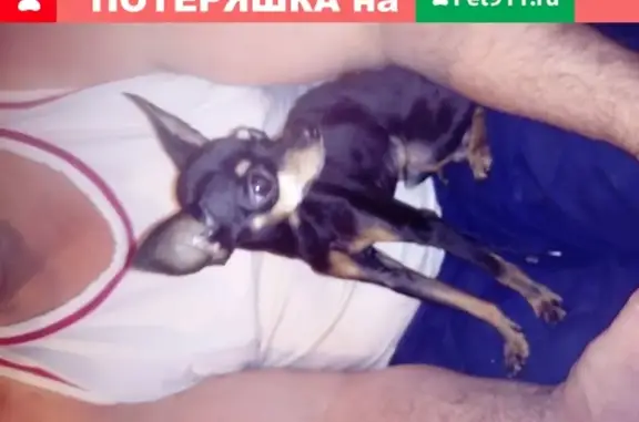 Найдена собака в Рассудово, похожа на русского тоя