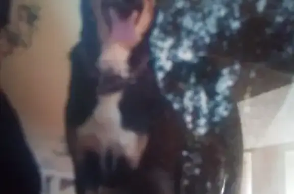 Собаки потеряшки, Нижний Новгород, фото: Потеряшка собака на ул. Космическая 48г, Нижний Новгород